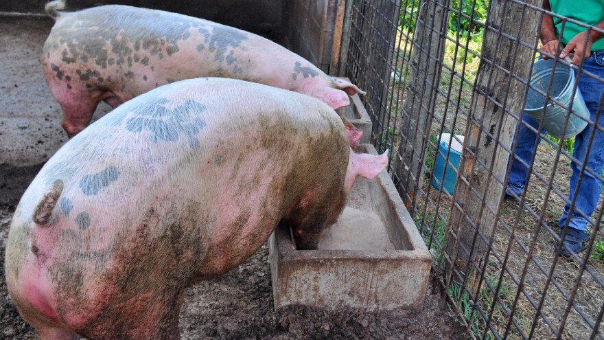 EU: Uskoro dozvola za korišćenje koštanog brašna u ishrani svinja i živine?