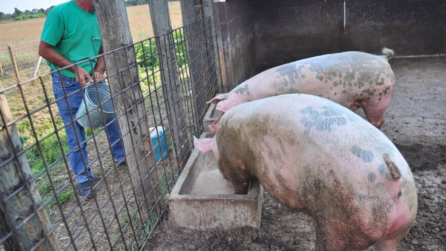 Značaj surutke u ishrani svinja