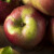 Znate li koja je najstarija sorta jabuke, a da se i danas uzgaja?