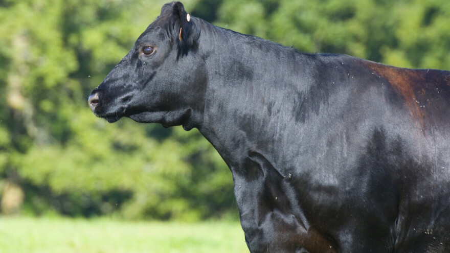 Skuplja krava nego Tesla - uključit će ju u program transfera embrija