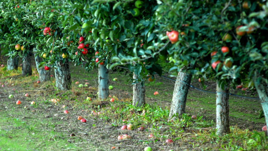 Zašto dolazi do opadanja plodova na voćkama?