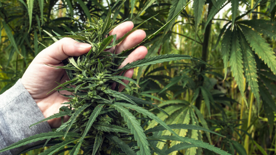 Konoplju će priznati kao održivu proteinsku kulturu?