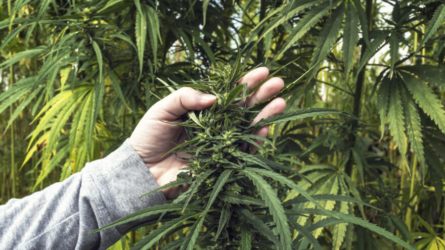 Uskoro berba industrijske konoplje - kako je gajiti u zavisnosti od namene?