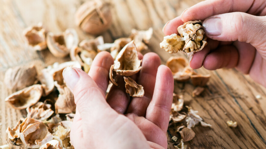 Kako iskoristiti ljuske oraha? Za tečno đubrivo, drenažni sloj i malč