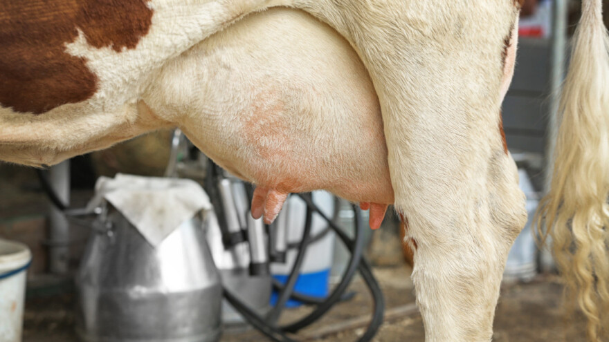 Naredne sedmice još šest miliona KM za proizvođače mlijeka u RS?