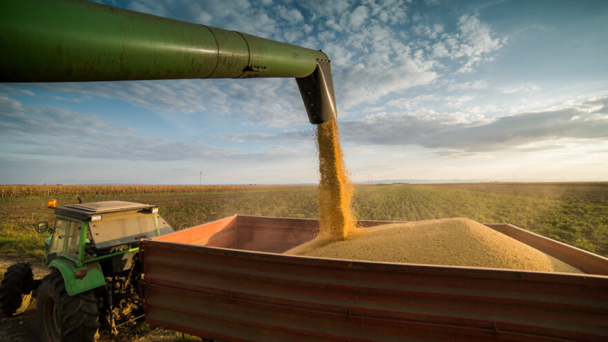 Prinos kukuruza u zrnu ispod EU prosjeka