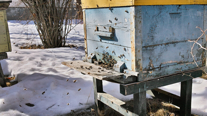 Januar u pčelinjaku - čišćenje leta, zaštita od hladnoće i glodavaca
