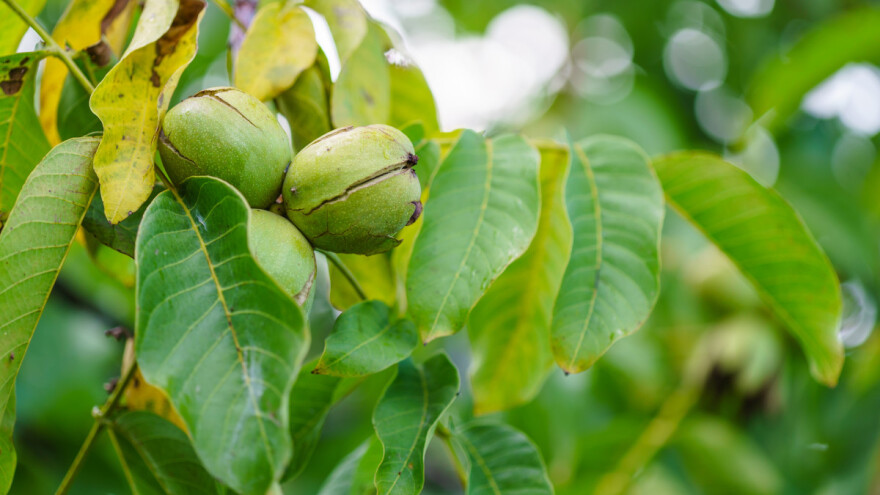 Orahova muha i mraz poharali eko nasade Tomislava Haistora - ubrao šest plodova!