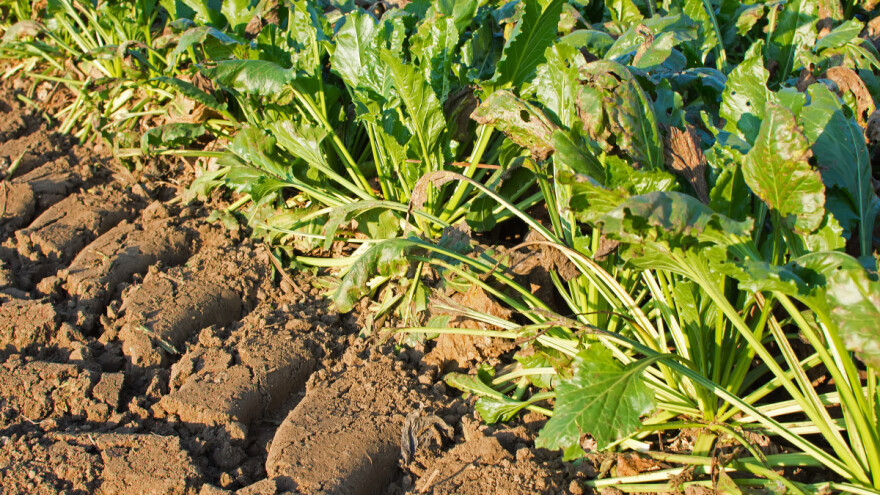 Zabrana zaštite bilja: U Austriji uništeno 4.000 ha repe