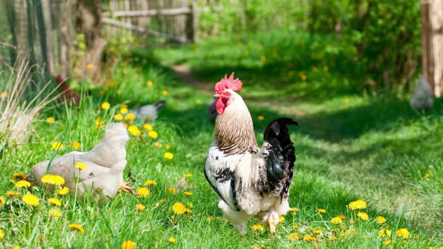 Maslačak u hranidbi peradi - za što je dobar?
