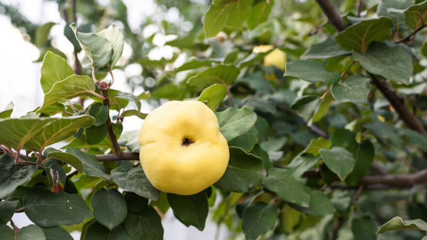 Sadnja dunje: Pazite na prve jesenje mrazeve i redovno zalijevajte