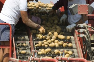 Suša i uvoz diktiraju cijene krumpira u Europi