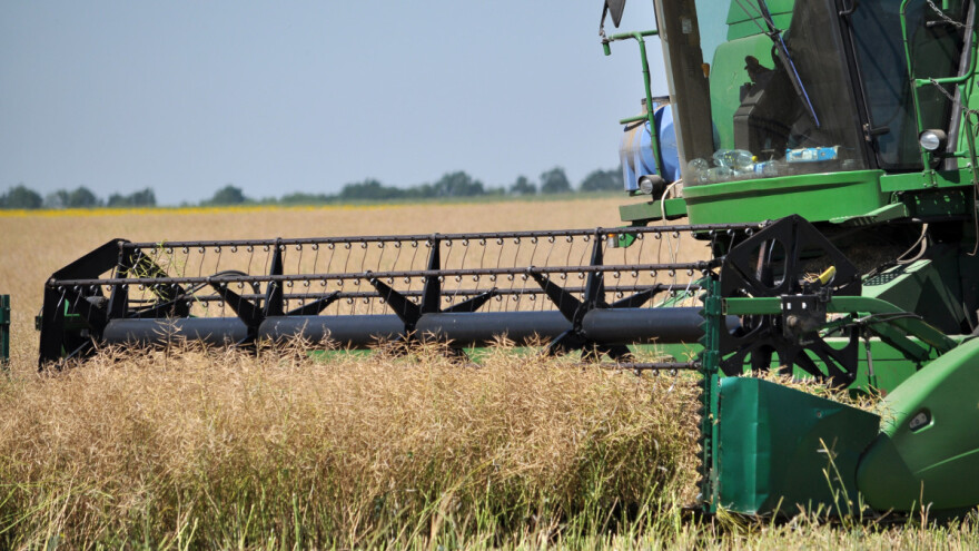 Cena uljane repice u padu - uzrok je više faktora
