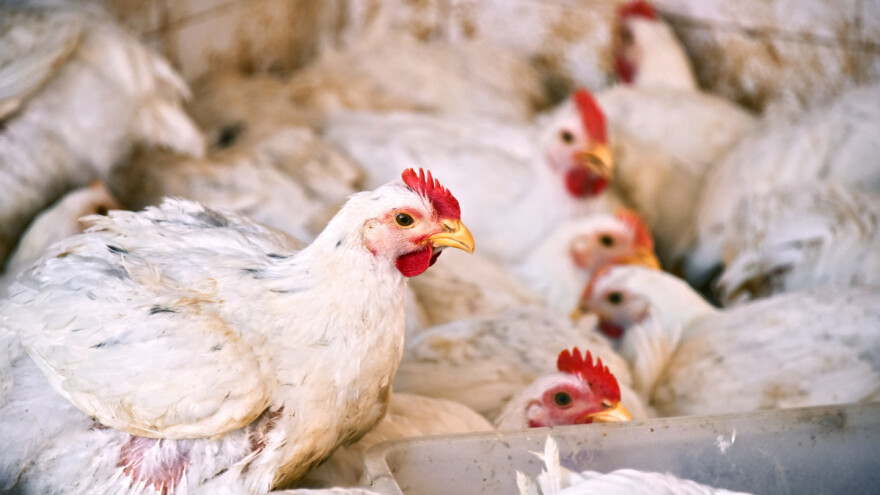 Izdana preporuka preventivne vakcinacije peradi protiv ptičjeg gripa