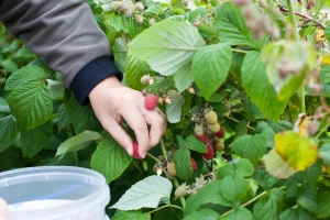 Higijena u berbi maline: Kako sprečiti prenošenje štetnih mikroorganizama?
