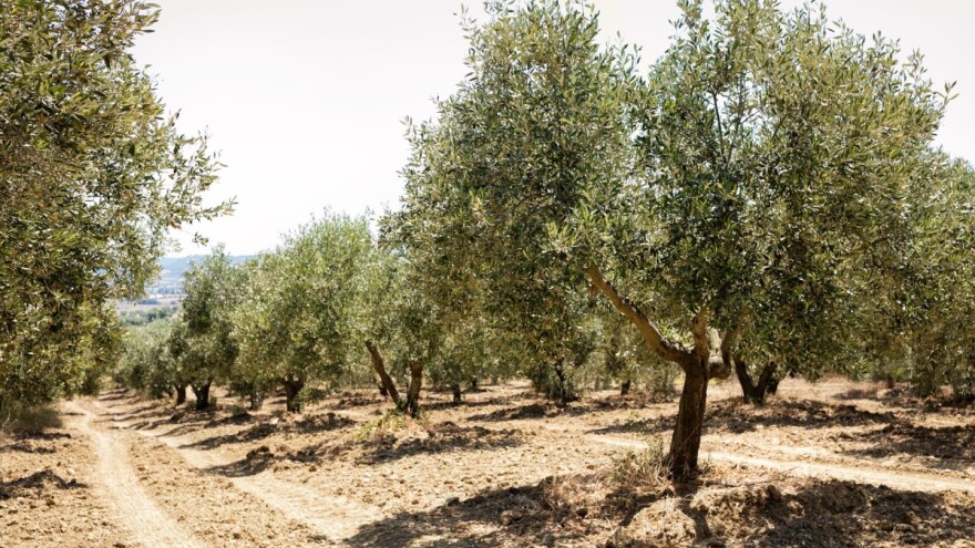 Obavite kvalitetnu prihranu maslinika i voćnjaka za snažan rast i razvoj