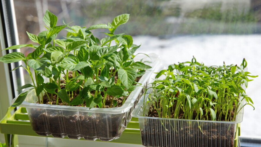 Februar - idealan mesec za setvu povrća u zatvorenom