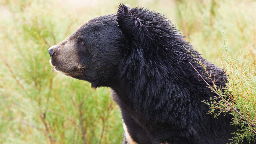 U toku jučerašnjeg dana medvjed im uništio pčelinjak i pojeo med