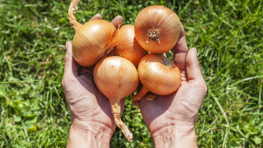Kako na pravi način čuvati luk u domaćinstvu?