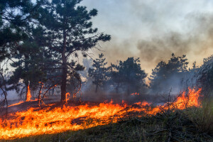 Gori 30 hektara borove šume kod Kladnja, na teren bi mogla i vojska