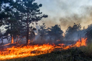 Šumski požari u Bajinoj Bašti, Prijepolju i na Staroj planini