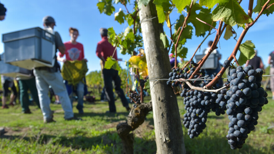 Pad proizvodnje vina u Francuskoj, jedna pokrajina izgubila gotovo pola uroda