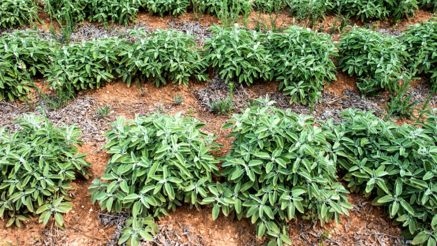 Za visoke prinose kadulje, obavezno zalijevanje i redovna rezidba