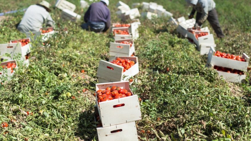 EU: Godišnje bacimo 173 kg hrane po osobi - UN donio odluku