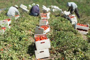 EU: Godišnje bacimo 173 kg hrane po osobi - UN donio odluku