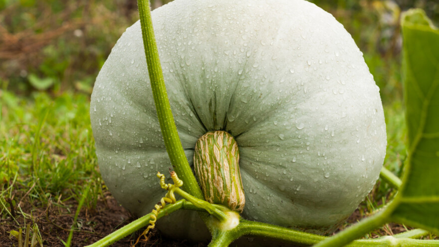 Kako dobiti velike plodove bundeva?