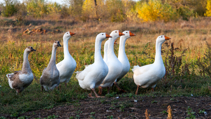 Gdje je sve u Evropi izbila ptičja gripa? Stigla i u susjedstvo