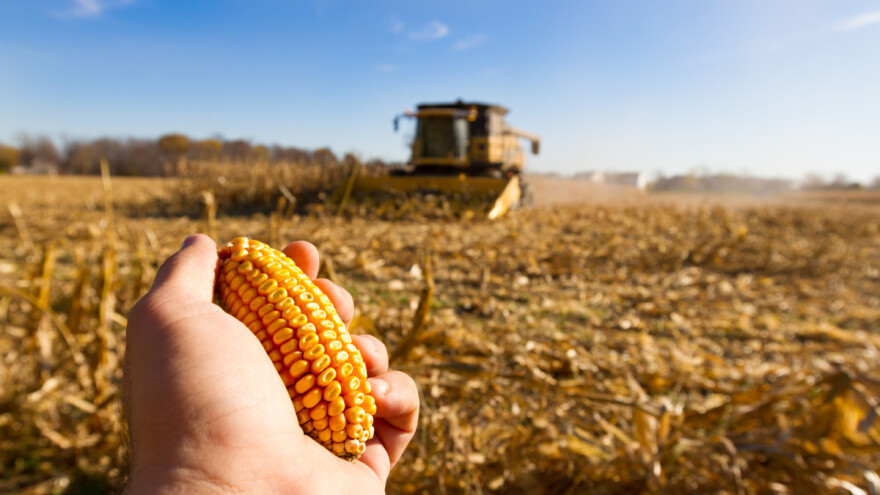 Kiša je uvek dobrodošla, ali ove godine prinosi ispod prosečnih
