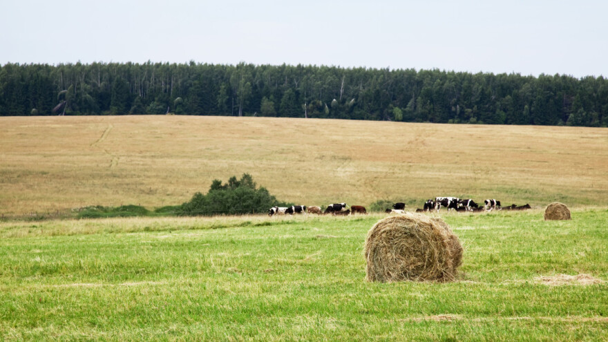 Veća proizvodnja žitarica i uljarica, a manja govedine i svinjetine?