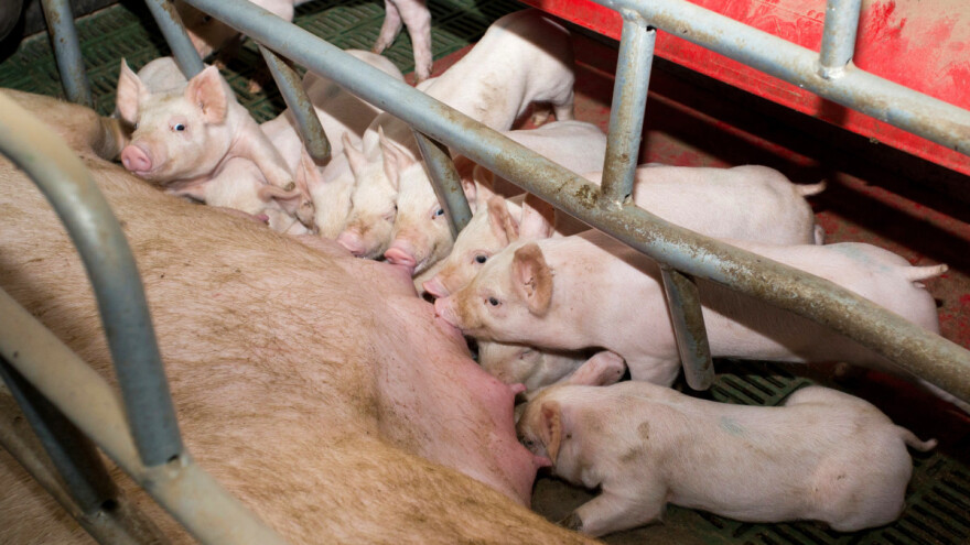 Objavljene snimke katastrofalnih uvjeta na mega farmi svinja u Španjolskoj