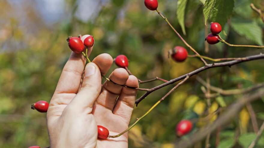Kada i kako obaviti njegu i sadnju šipurka?