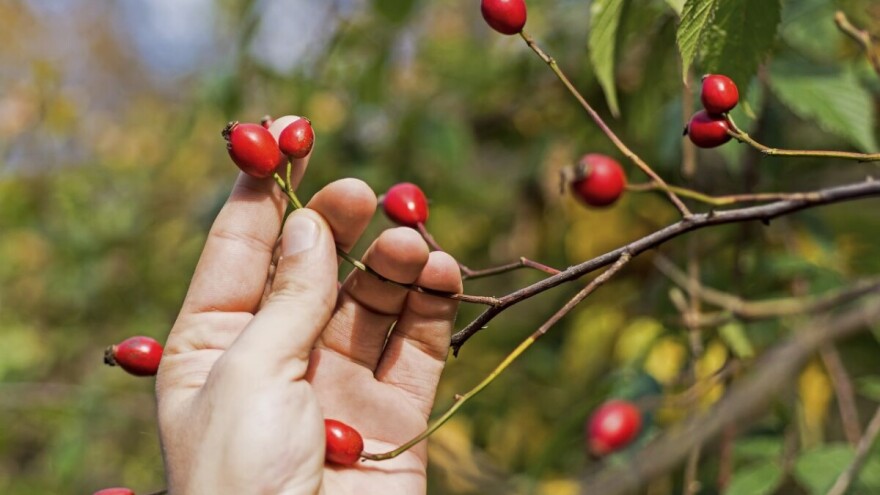 Proizvodnja šipurka, isplativ i perspektivan posao
