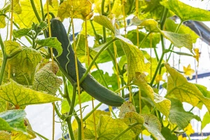Masovno se širi novi virus u holandskim zasadima krastavaca