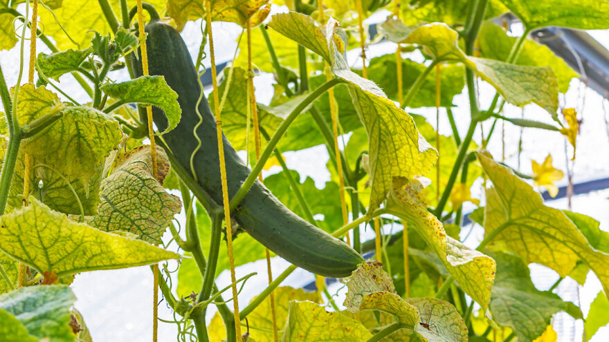Masovno se širi novi virus u nizozemskim usjevima krastavaca