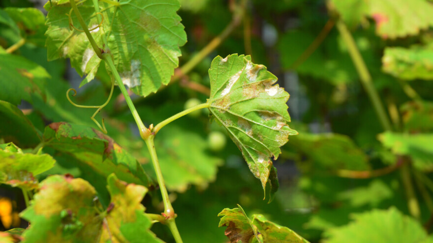 Prevencija pepelnice vinove loze na ekološki način