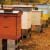 Novembar u pčelinjaku - vlaga pčelama smeta više od hladnoće