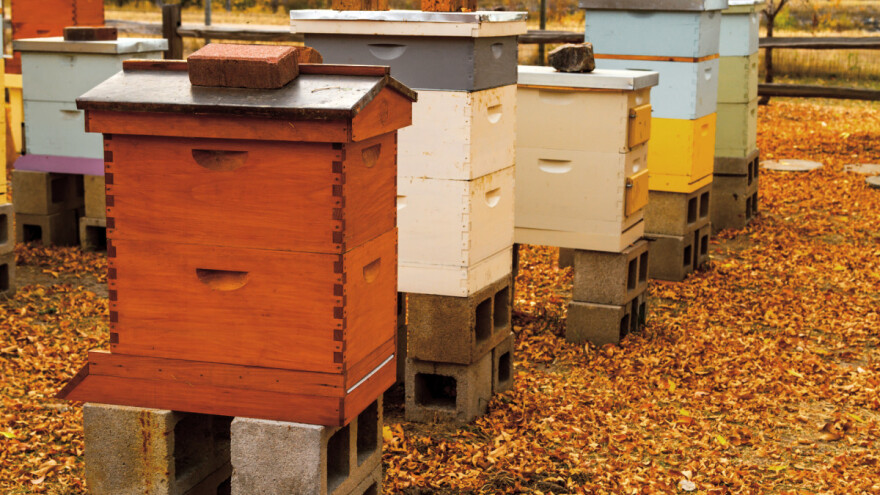 Novembar u pčelinjaku - vlaga pčelama smeta više od hladnoće