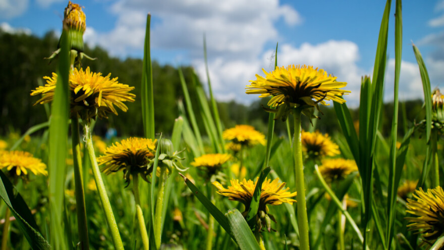 Cvet maslačka je lekovit i ukusan, a od njega se pravi i vino