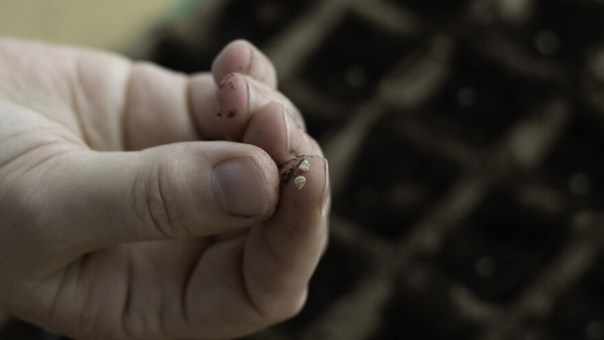 Kako proizvesti rasad povrća - prikirani i nepikirani?