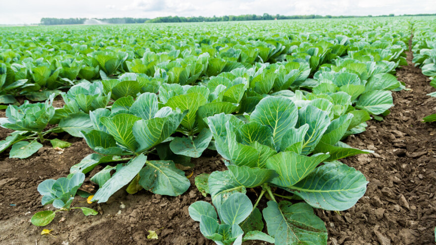 Počeo saditi kupus iz hobija, danas ne može proizvesti koliko kupci traže