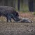 Širi se afrička kuga svinja Italijom - odstrelili više od 500 divljih i ubili 40.000 domaćih svinja