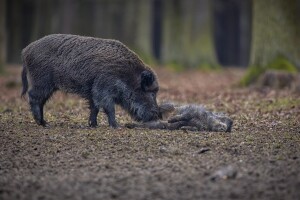 Novi talas afričke svinjske kuge, još četiri slučaja na Sokocu?