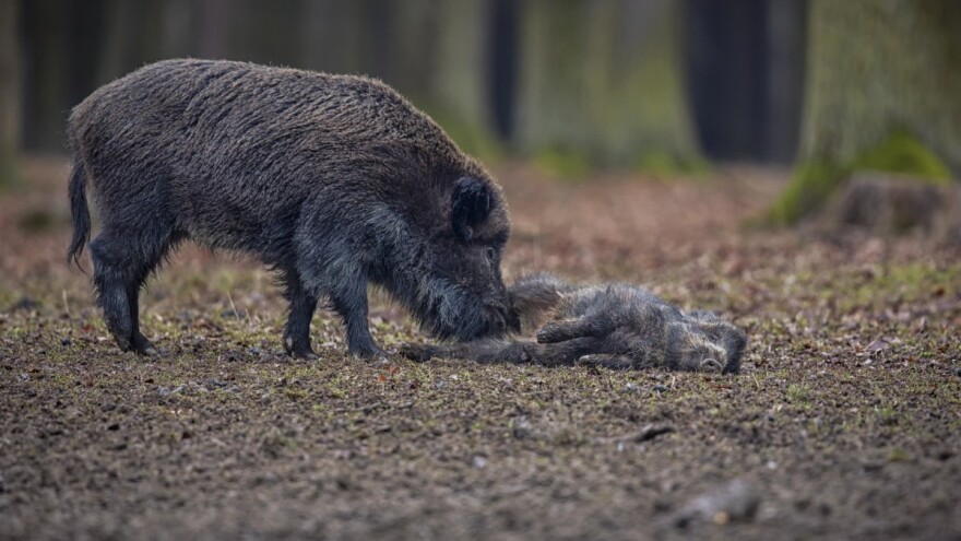 Novi talas afričke svinjske kuge, još četiri slučaja na Sokocu?