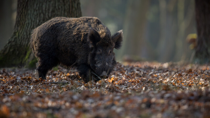 Više od pola milijuna eura za sufinanciranje police osiguranja za štetu od divljači