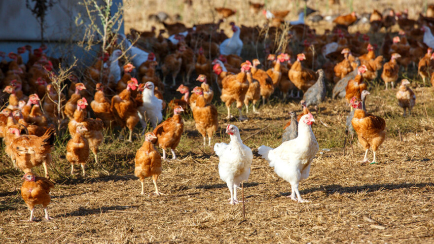 Ukida se kavezni uzgoj životinja u EU - slijede posebne mjere potpore