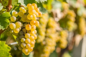 Ove srijede održava se "Vinska cesta Hercegovine, put ka tržištu", pridružite se!